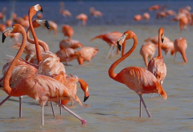 Ría Celestun Biosphere Reserve